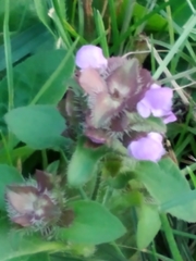 Prunella vulgaris