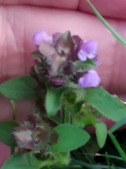 Prunella vulgaris