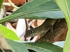 Anolis sagrei