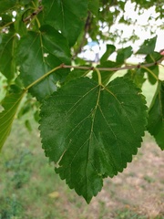 Morus alba