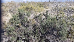 Colletia spinosissima