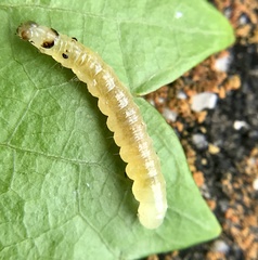 Desmia funeralis
