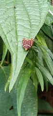Hemerophila arcigera