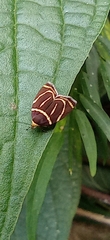 Hemerophila arcigera