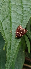 Hemerophila arcigera