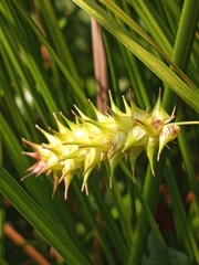 Carex bullata