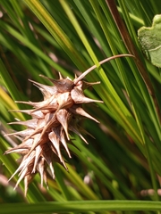 Carex bullata