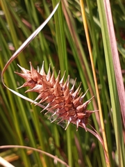 Carex bullata
