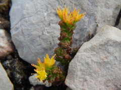 Sedum catorce
