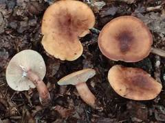 Lactarius rubrocinctus