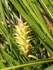 Carex bullata