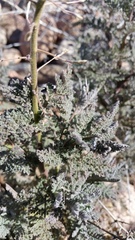 Descurainia erodiifolia