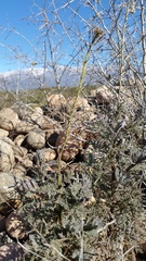 Descurainia erodiifolia