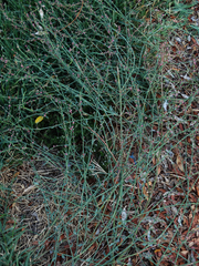 Polygonum