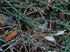 Polygonum