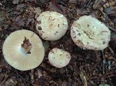 Russula veternosa