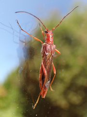 Necydalis laevicollis