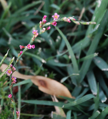 Polygonum