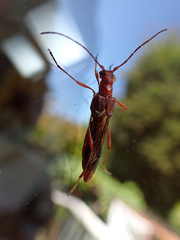 Necydalis laevicollis