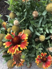 Gaillardia × grandiflora