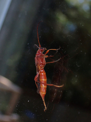 Necydalis laevicollis