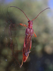 Necydalis laevicollis