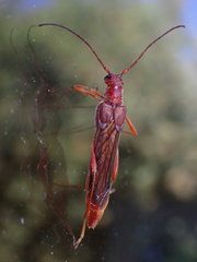 Necydalis laevicollis