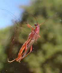 Necydalis laevicollis