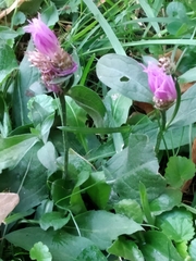 Centaurea jacea
