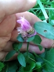 Centaurea jacea