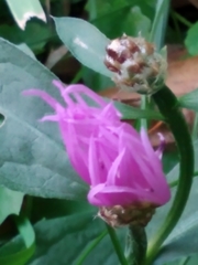Centaurea jacea