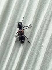 Enoclerus nigrifrons