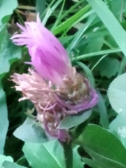 Centaurea jacea