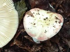 Russula veternosa
