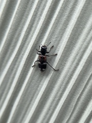 Enoclerus nigrifrons