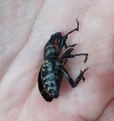 Liparus glabrirostris