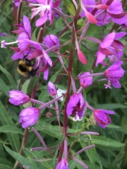 Bombus jonellus