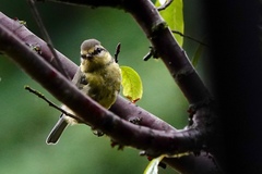 Cyanistes caeruleus