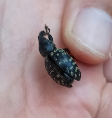 Liparus glabrirostris