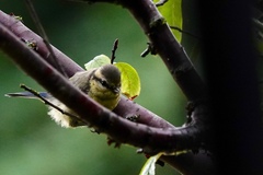Cyanistes caeruleus