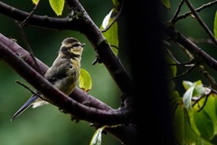 Cyanistes caeruleus