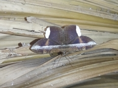 Hemeroblemma mexicana