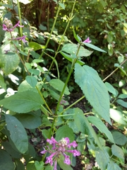 Stachys chamissonis cooleyae
