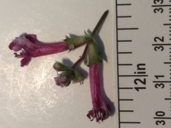 Stachys chamissonis cooleyae