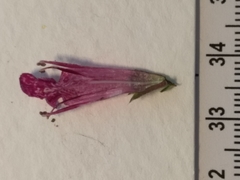 Stachys chamissonis cooleyae