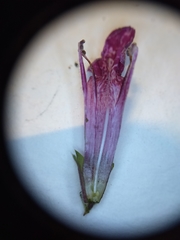 Stachys chamissonis cooleyae