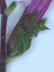 Stachys chamissonis cooleyae