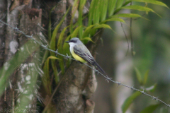 Tyrannus niveigularis