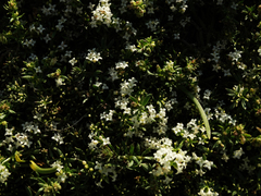 Galium