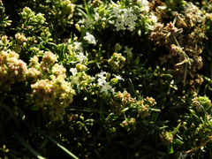Galium
